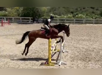 Selle Français, Gelding, 11 years, 17 hh, Brown