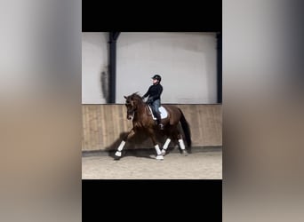 Selle Français, Gelding, 11 years, 17 hh