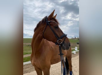 Selle Français, Gelding, 11 years, 17 hh