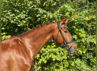 Selle Français, Gelding, 11 years, 17 hh