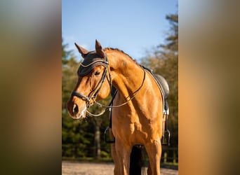 Selle Français, Gelding, 11 years, 17 hh