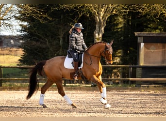 Selle Français, Gelding, 11 years, 17 hh