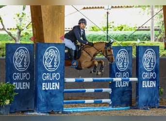 Selle Français, Gelding, 12 years, 13,2 hh, Chestnut-Red