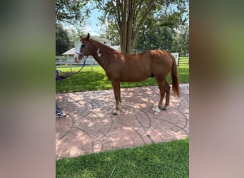 Selle Français Mix, Gelding, 12 years, 15 hh, Chestnut