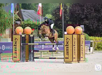 Selle Français, Gelding, 12 years, 15,2 hh, Brown