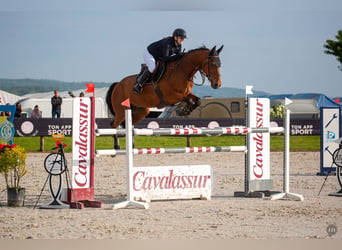 Selle Français, Gelding, 12 years, 16.1 hh, Brown