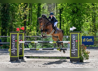 Selle Français, Gelding, 12 years, 16.2 hh, Brown