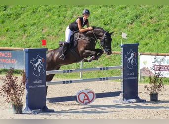 Selle Français, Gelding, 12 years, 16,1 hh, Black