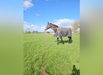 Selle Français, Gelding, 12 years, 16,3 hh, Brown