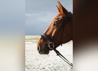 Selle Français, Gelding, 12 years, 17 hh, Chestnut-Red