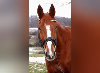 Selle Français, Gelding, 12 years, 17 hh, Chestnut-Red