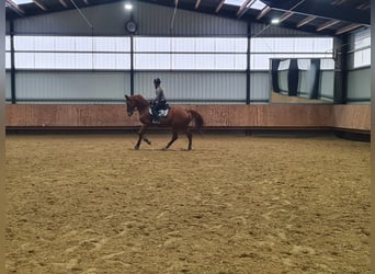 Selle Français, Gelding, 12 years, 17 hh, Chestnut-Red