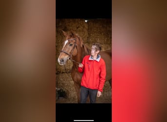 Selle Français, Gelding, 12 years, 17 hh, Chestnut-Red