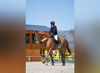 Selle Français, Gelding, 12 years, 17 hh, Chestnut-Red