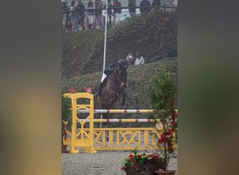 Selle Français, Gelding, 12 years, Bay