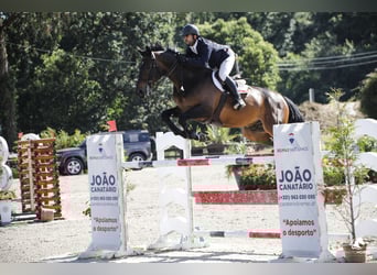 Selle Français, Gelding, 12 years, Bay