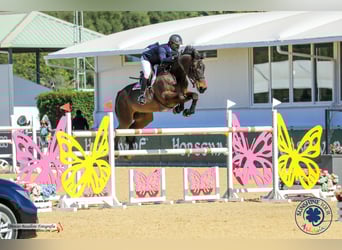 Selle Français, Gelding, 12 years, Bay