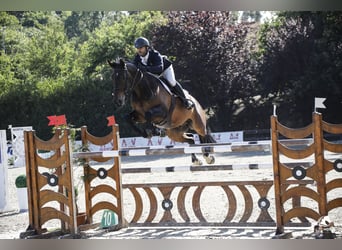 Selle Français, Gelding, 12 years, Bay