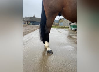 Selle Français, Gelding, 13 years, 15,2 hh, Brown