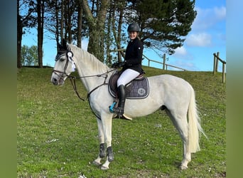 Selle Français, Gelding, 13 years, 15,3 hh, Gray