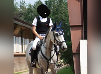 Selle Français, Gelding, 13 years, 16.2 hh, Grey
