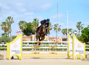 Selle Français, Gelding, 13 years, 16,1 hh, Brown