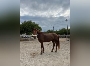 Selle Français, Gelding, 13 years, 16,2 hh, Chestnut-Red