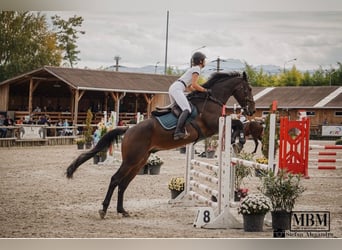 Selle Français Mix, Gelding, 13 years, 17 hh, Bay-Dark