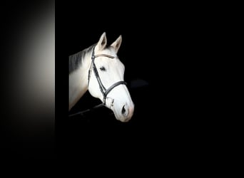Selle Français, Gelding, 13 years, 18 hh, Grey-Dapple