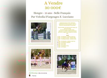 Selle Français, Gelding, 13 years, Chestnut-Red