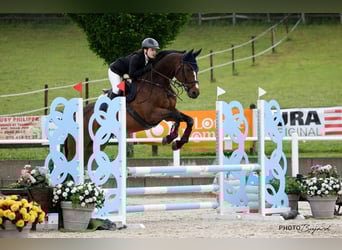 Selle Français, Gelding, 14 years, 16.1 hh, Brown