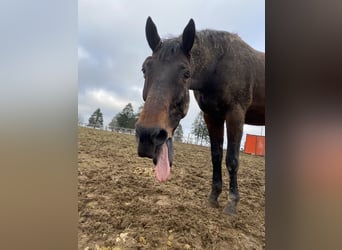 Selle Français, Gelding, 14 years, 16,2 hh, Brown