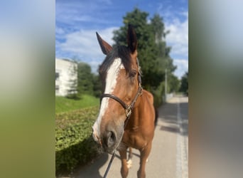 Selle Français, Gelding, 14 years, 16,2 hh, Brown