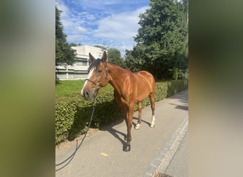 Selle Français, Gelding, 14 years, 16,2 hh, Brown