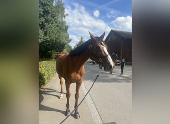 Selle Français, Gelding, 14 years, 16,2 hh, Brown