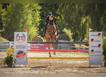 Selle Français, Gelding, 14 years, 16.3 hh, Chestnut-Red