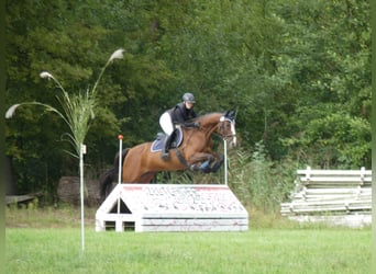 Selle Français, Gelding, 14 years, 16 hh, Brown