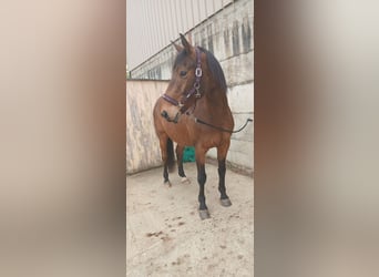 Selle Français, Gelding, 14 years, 16,1 hh