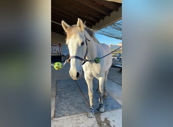 Selle Français, Gelding, 14 years, 16,2 hh, Grey