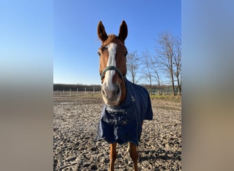 Selle Français, Gelding, 14 years, 17,2 hh, Chestnut