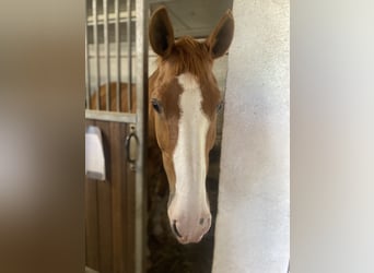 Selle Français, Gelding, 16 years, 15,2 hh, Chestnut-Red