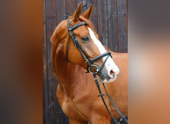 Selle Français, Gelding, 16 years, 16,1 hh, Chestnut-Red