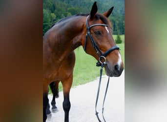 Selle Français, Gelding, 16 years, 16 hh, Brown