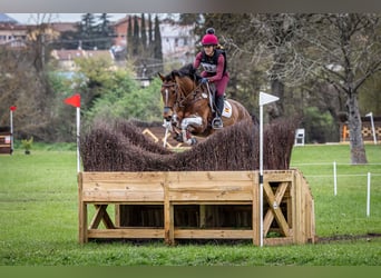 Selle Français, Gelding, 16 years, 16,3 hh, Brown