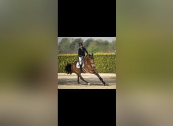Selle Français, Gelding, 16 years, 17,1 hh, Brown