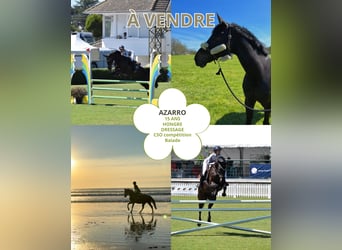 Selle Français, Gelding, 16 years, Black