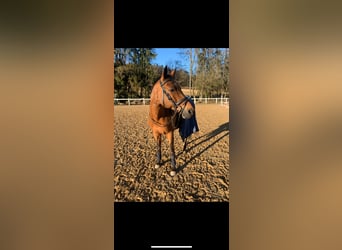 Selle Français, Gelding, 17 years, 15,2 hh, Brown