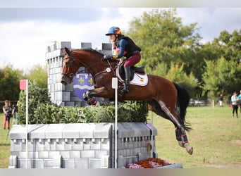 Selle Français, Gelding, 17 years, 16,3 hh, Brown