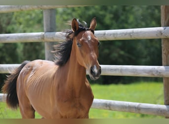 Selle Français, Gelding, 1 year, 13.2 hh, Brown