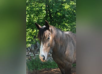 Selle Français, Gelding, 1 year, Brown Falb mold